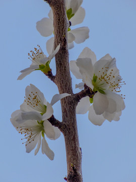 桃花盛開