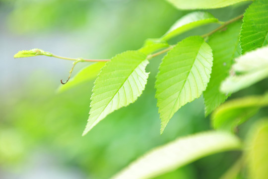 綠葉  樹葉  綠色背景