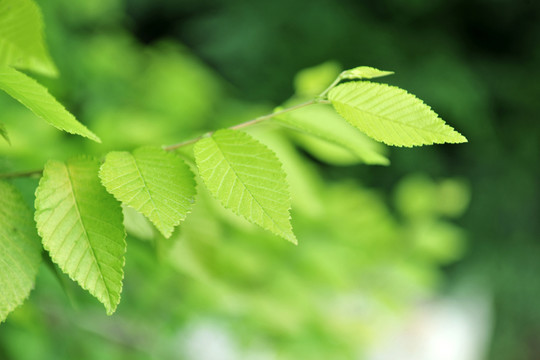 綠葉 樹(shù)葉 金葉榆