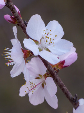 桃花盛開