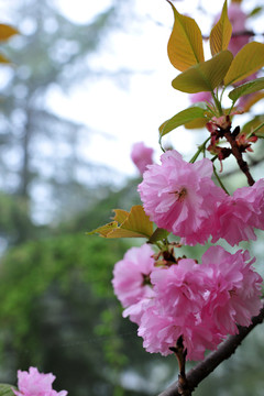 櫻花  櫻花園