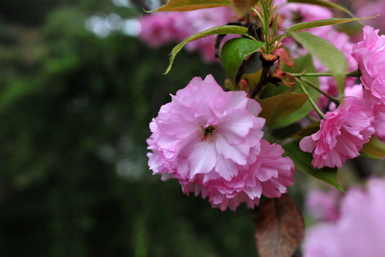 櫻花  櫻花園