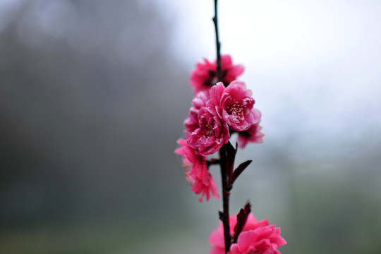花卉  紅花