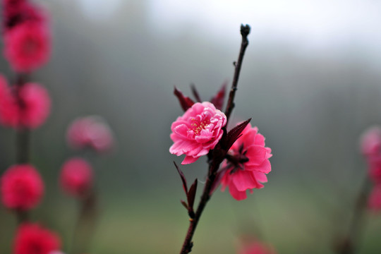 梅花  紅梅