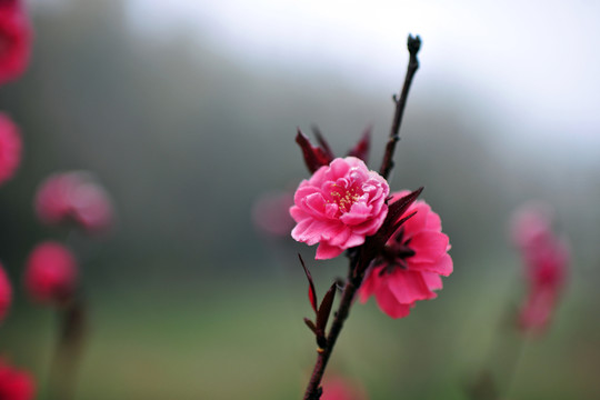 紅花   花朵
