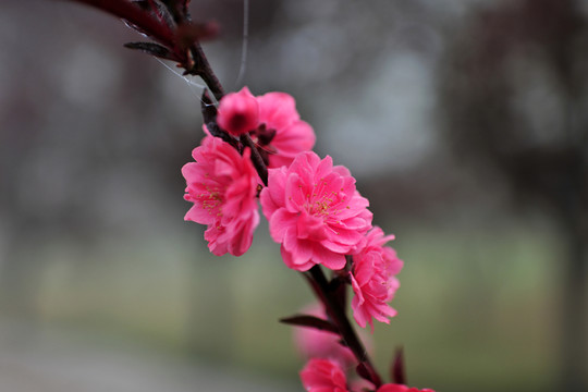 梅花 紅梅