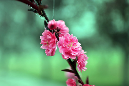 紅梅  梅花