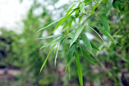 竹葉  竹子  樹枝