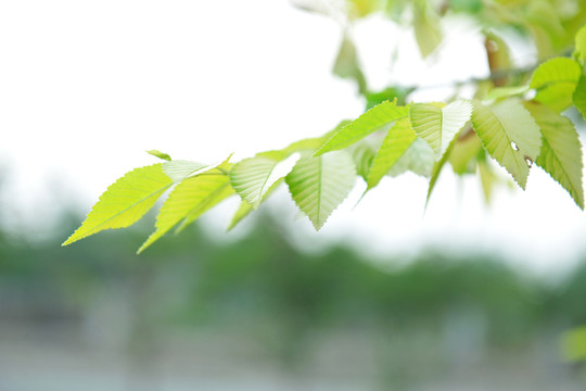樹葉  綠葉