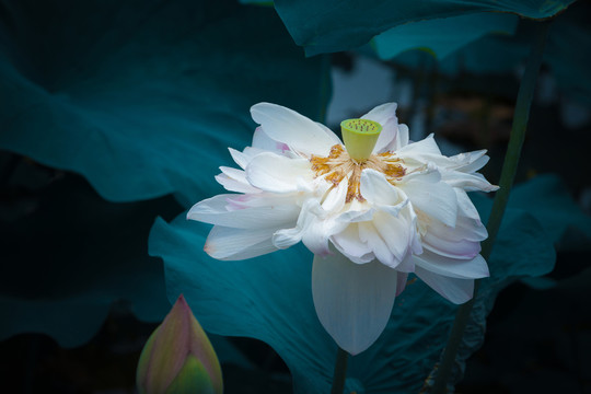 荷花