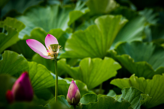 荷花