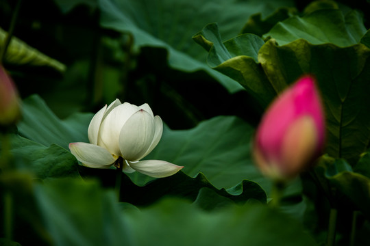 荷花