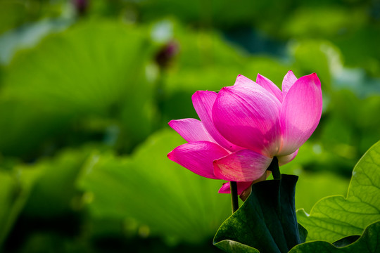 荷花