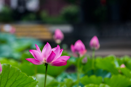 荷花