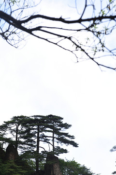 黃山松