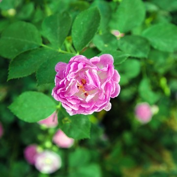 薔薇花