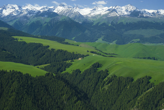 山地森林