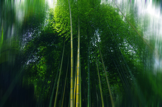 竹林 竹影