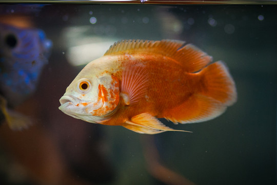 地圖魚 豬仔魚 尾星魚
