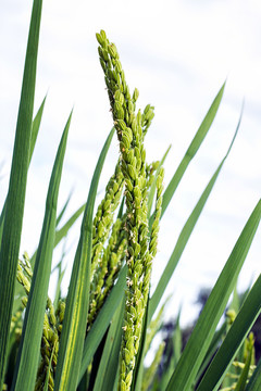 夏季水稻 水稻開花