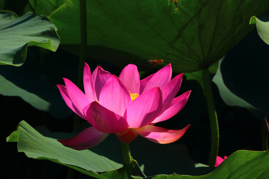 荷花