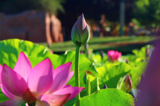 荷花