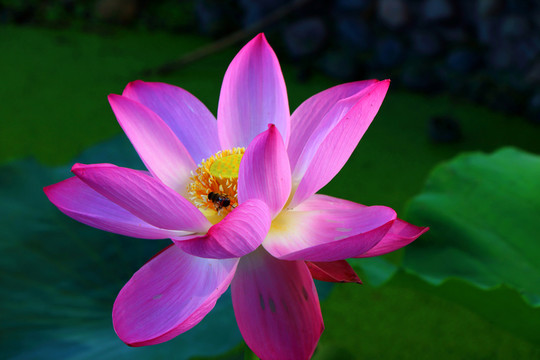 荷花