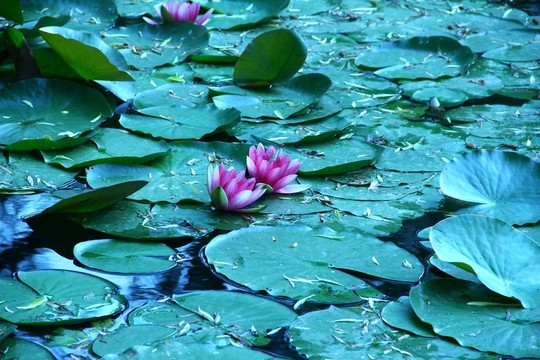 蓮花