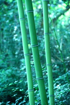 翠竹