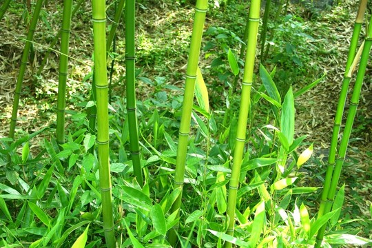 竹子