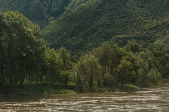 河岸邊的樹林