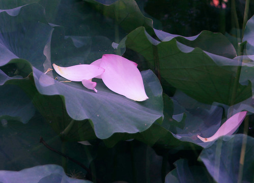 荷花花瓣
