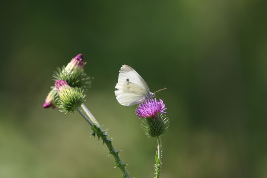蝶戀花