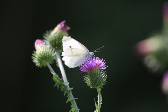 蝶戀花