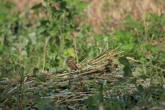 覓食地小鳥
