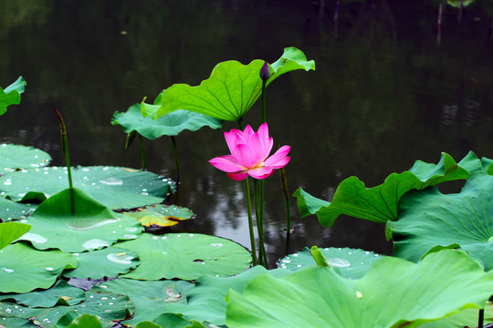 荷花
