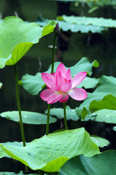 荷花
