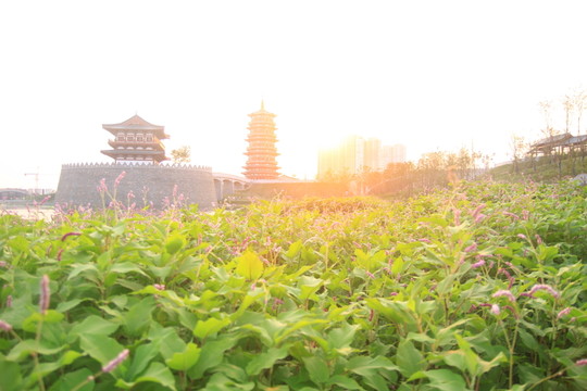 夕陽 陽光