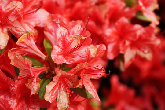 杜鵑花