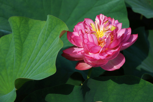 夏荷  荷花  荷花園