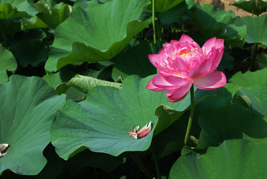 荷花園  園林景觀