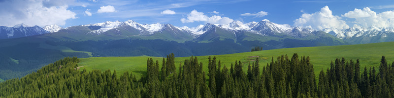 天山森林