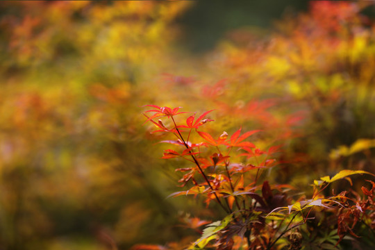 紅楓 夢(mèng)幻背景