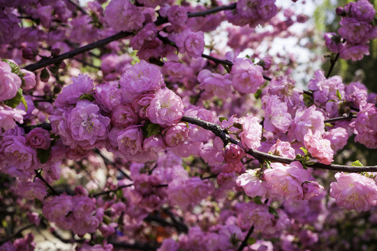 桃花