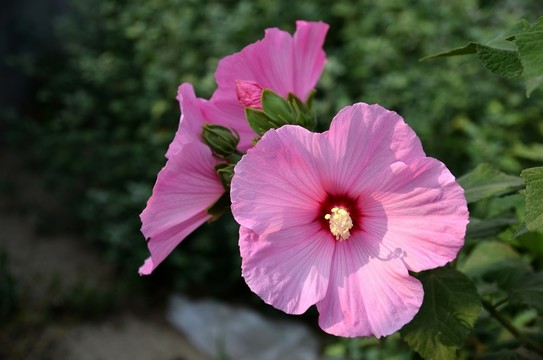 芙蓉葵