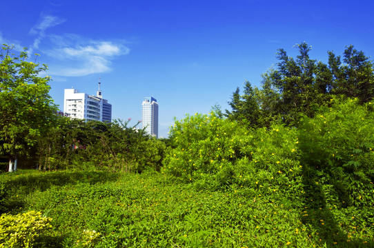 綠地景觀