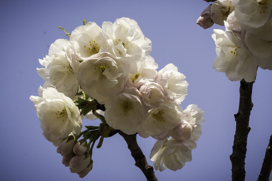 櫻花