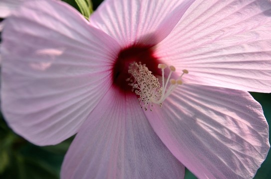 芙蓉葵花花蕊