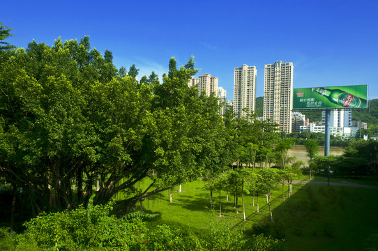 綠樹成蔭的地方