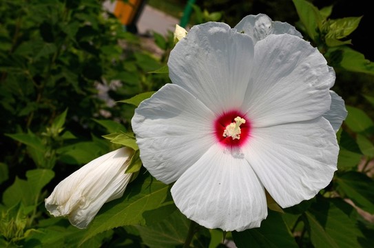 芙蓉葵